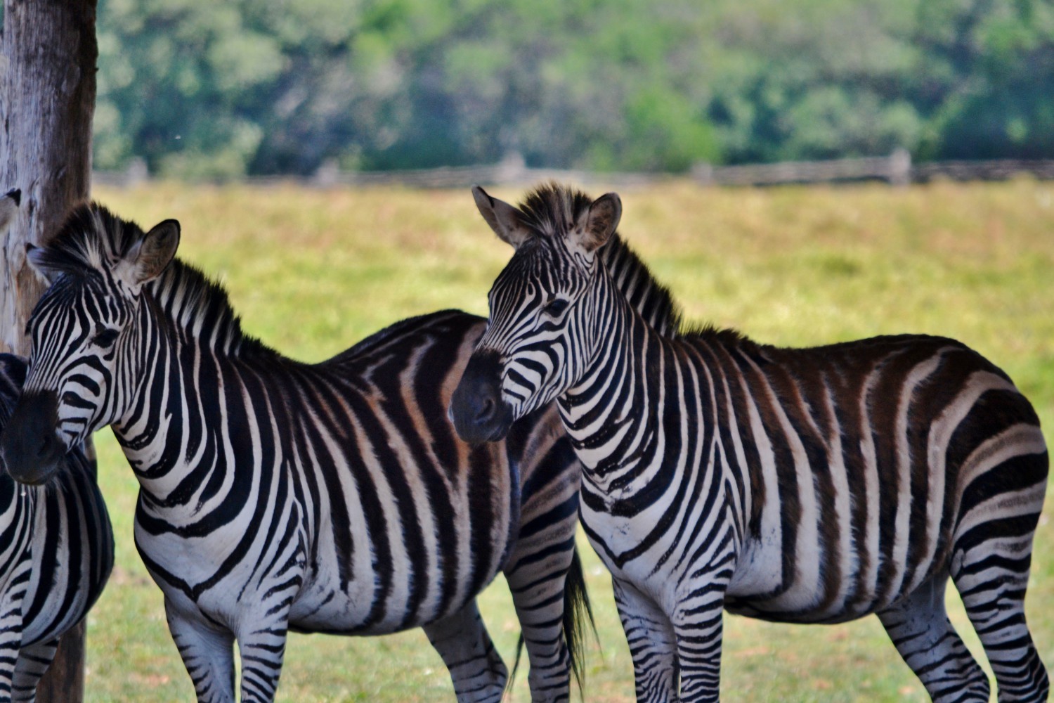 Zebre nel parco safari di Brioni Zebre nel parco safari di Brioni