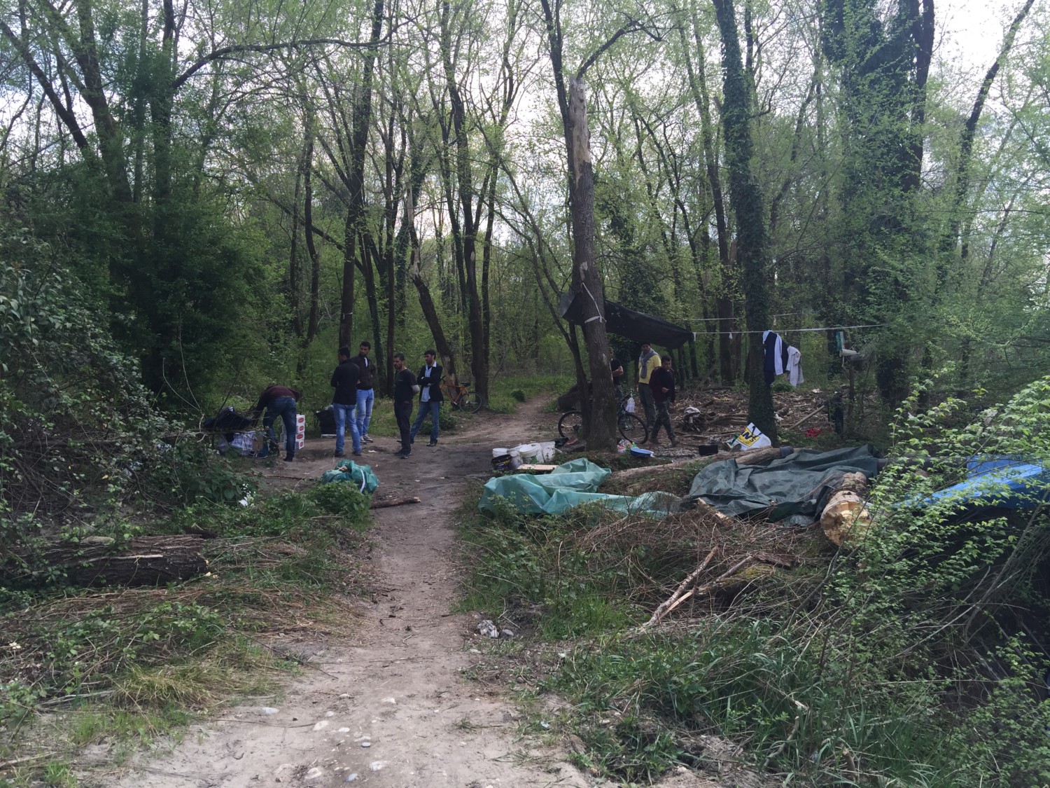 mostra the jungle mostra the jungle