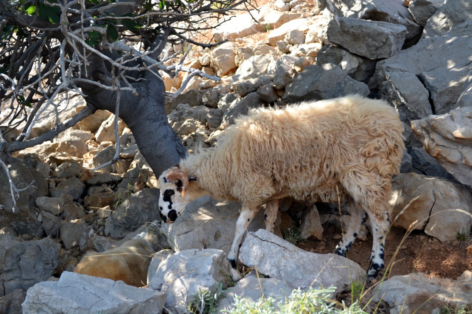 cosa vedere isola krk cosa vedere isola krk
