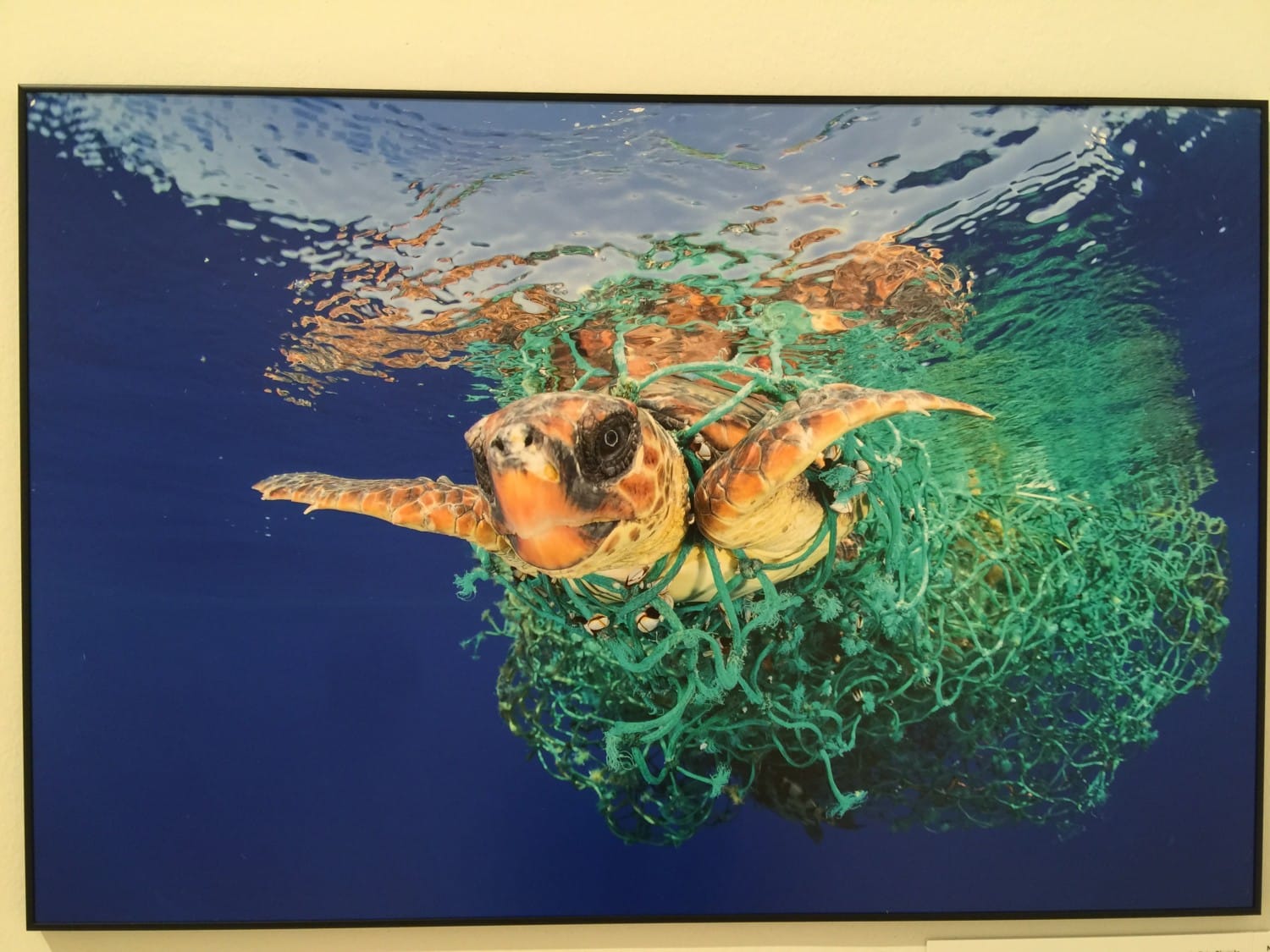 world press photo 2017 world press photo 2017