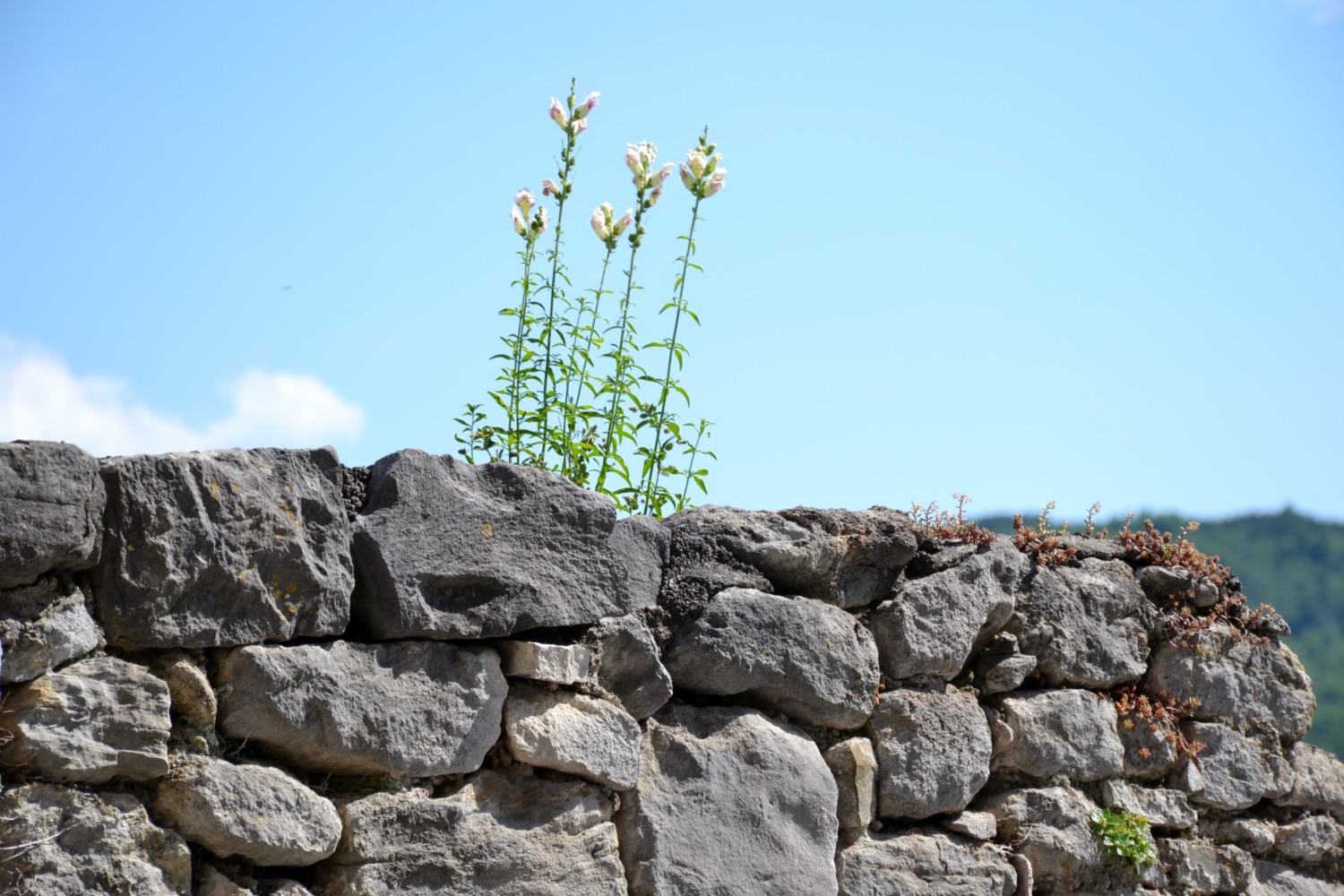 cosa vedere in istria cosa vedere in istria