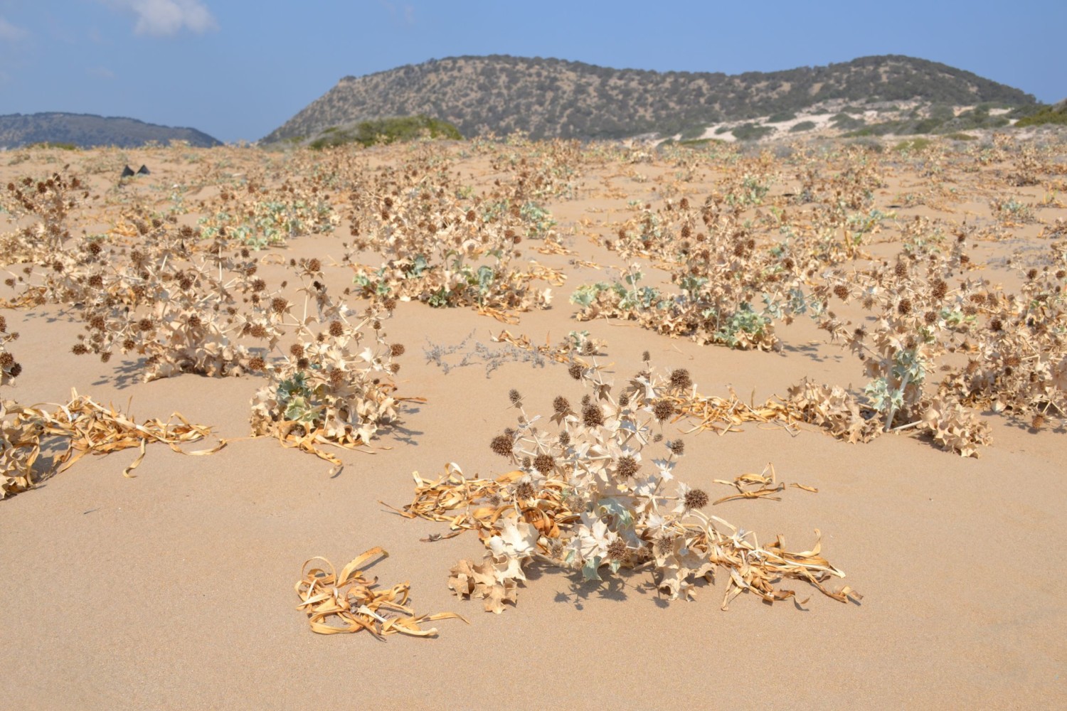cipro spiagge cipro spiagge
