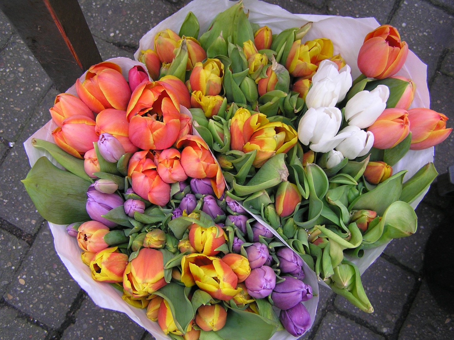 amsterdam cosa vedere amsterdam cosa vedere