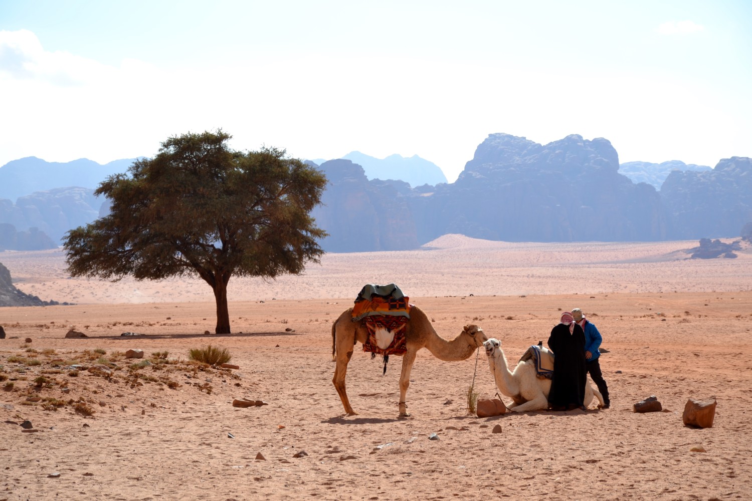 wadi rum deserto della giordania wadi rum deserto della giordania