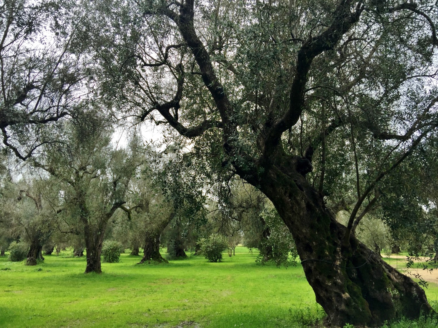 tradizioni Salento tradizioni Salento