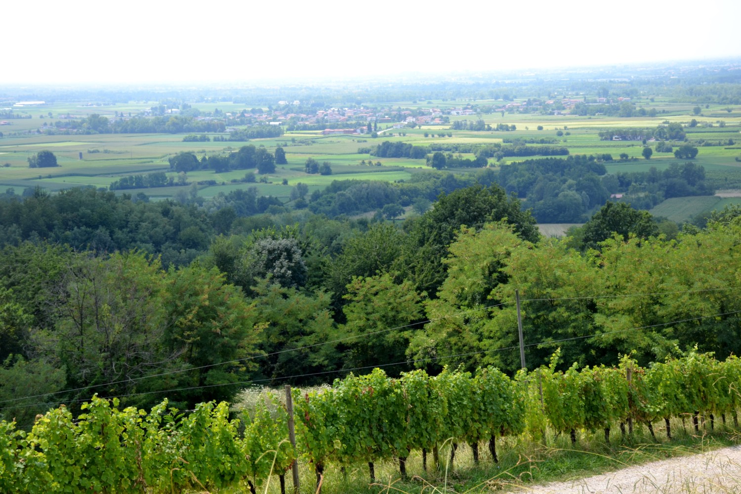 wine tour friuli musement wine tour friuli musement