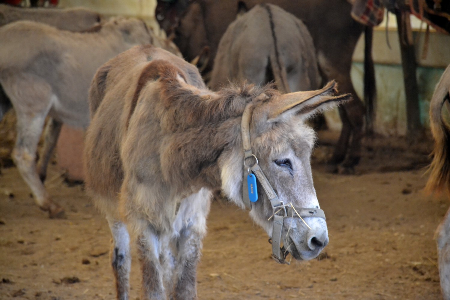 cosa vedere a corfu cosa vedere a corfu