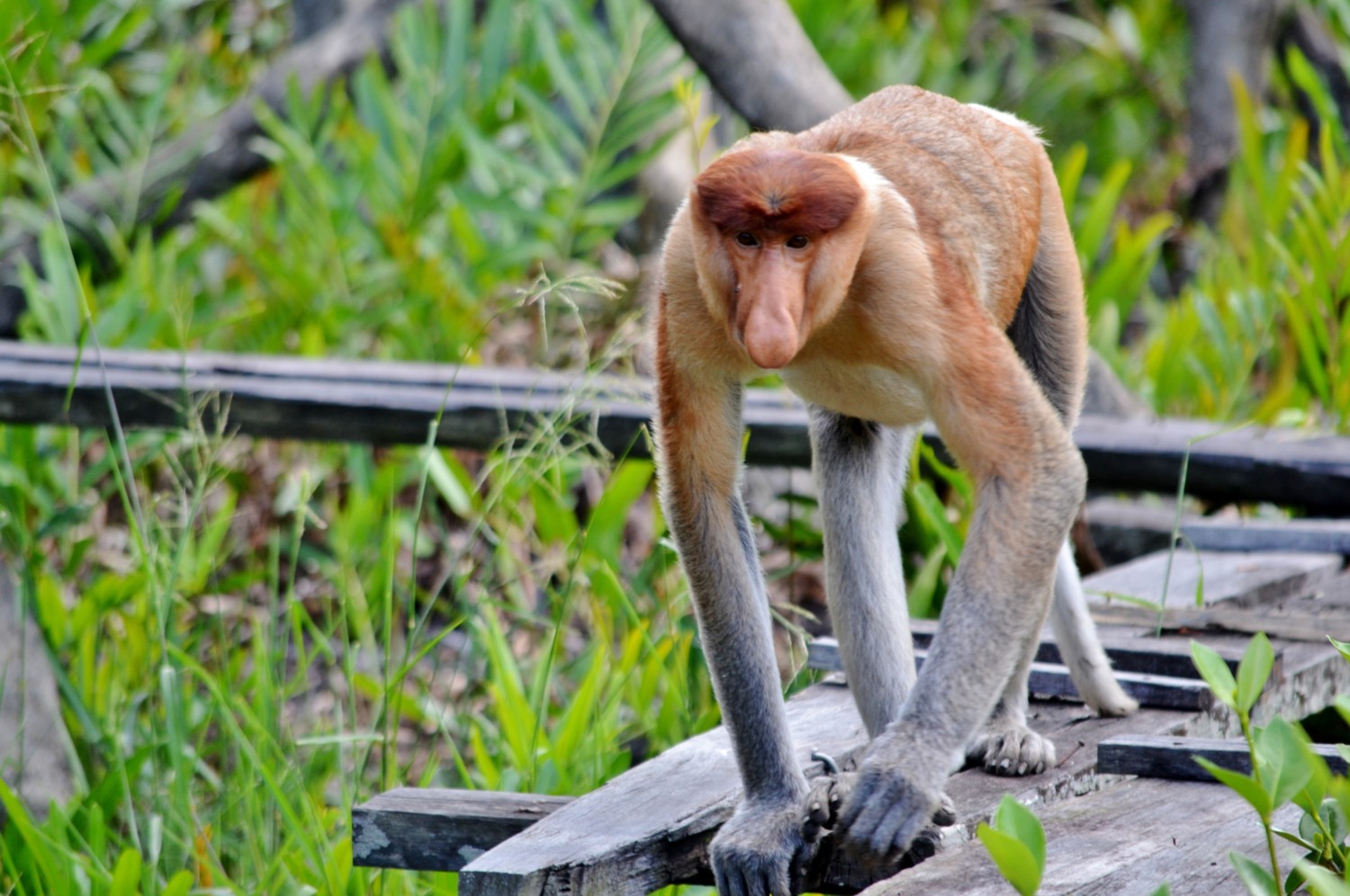 borneo scimmie proboscide borneo scimmie proboscide