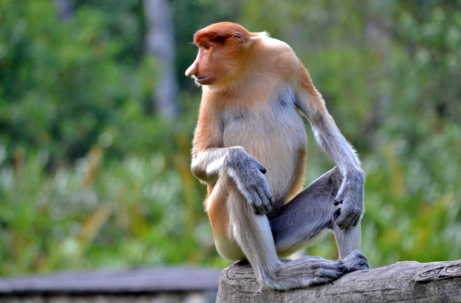 borneo scimmie proboscide borneo scimmie proboscide