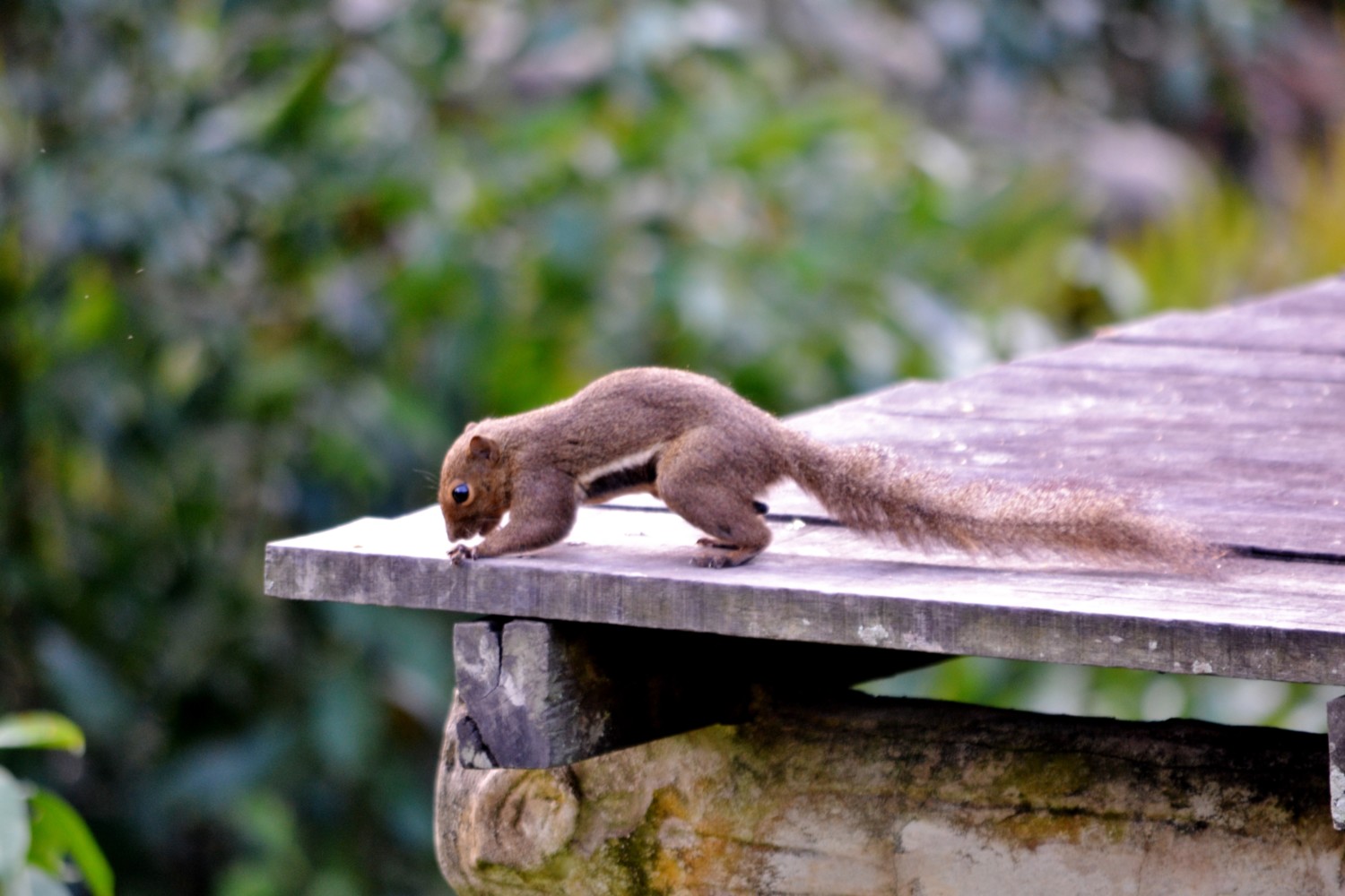 borneo scimmie proboscide borneo scimmie proboscide