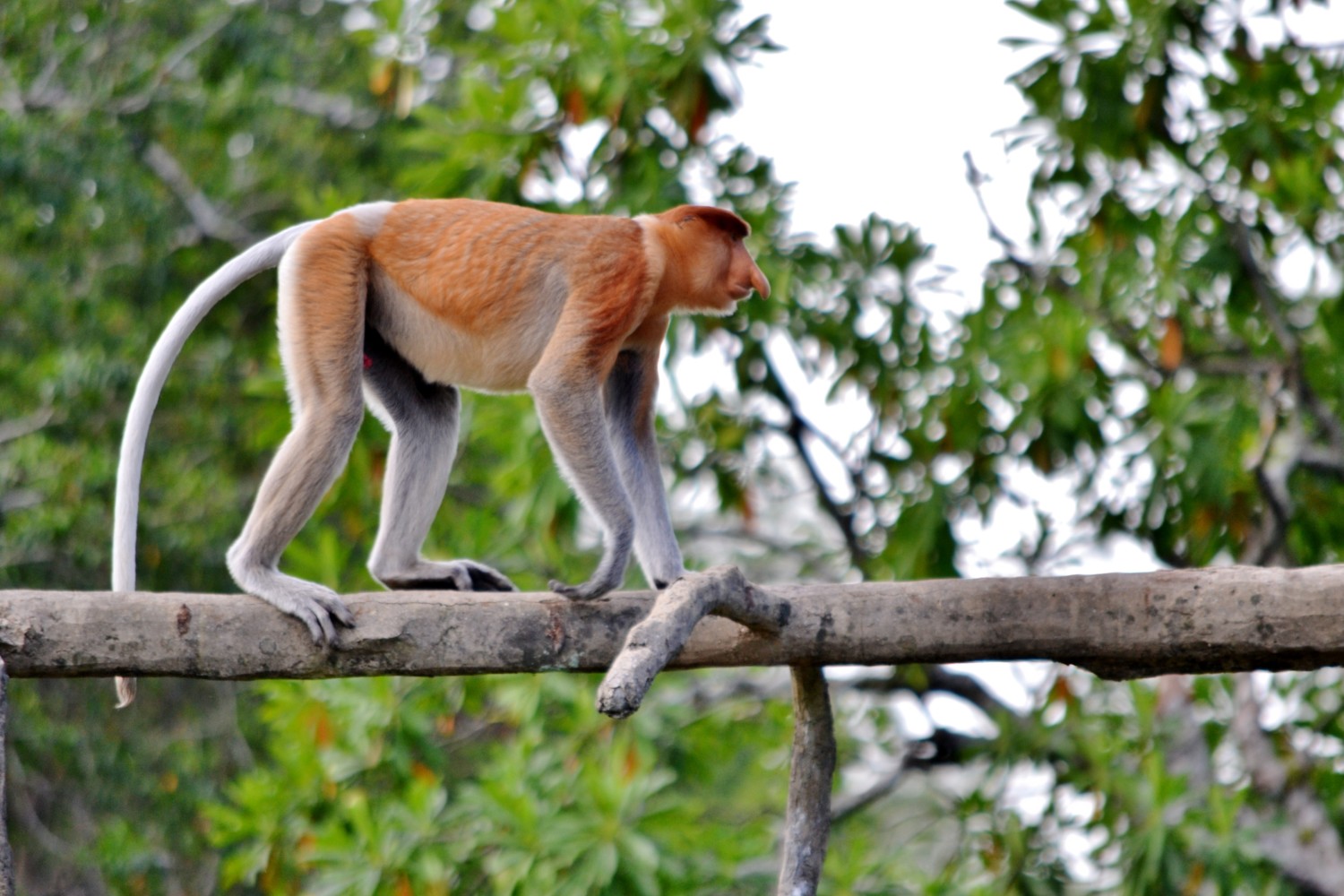 borneo scimmie proboscide borneo scimmie proboscide