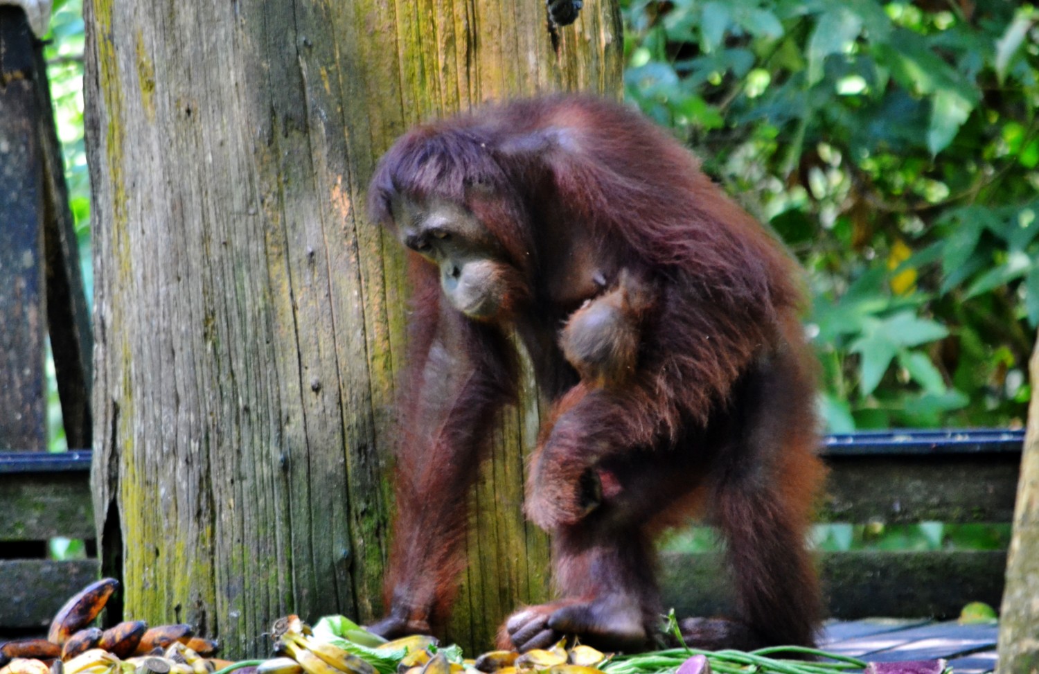oranghi borneo oranghi borneo