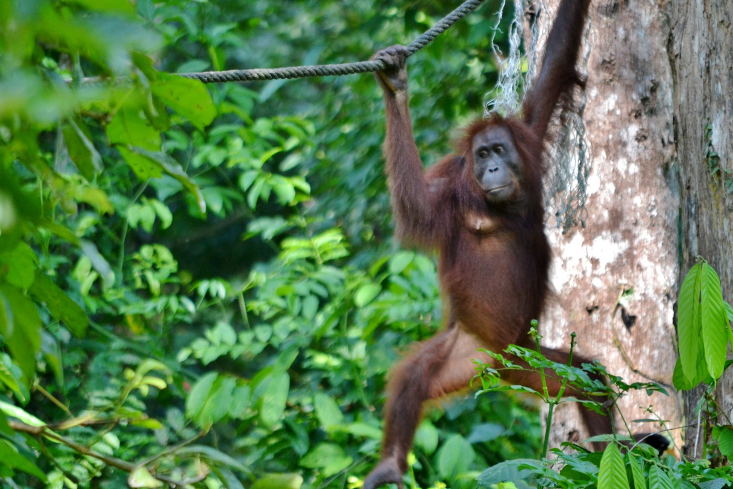 oranghi borneo oranghi borneo