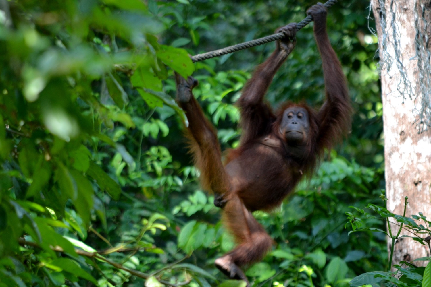 oranghi borneo oranghi borneo