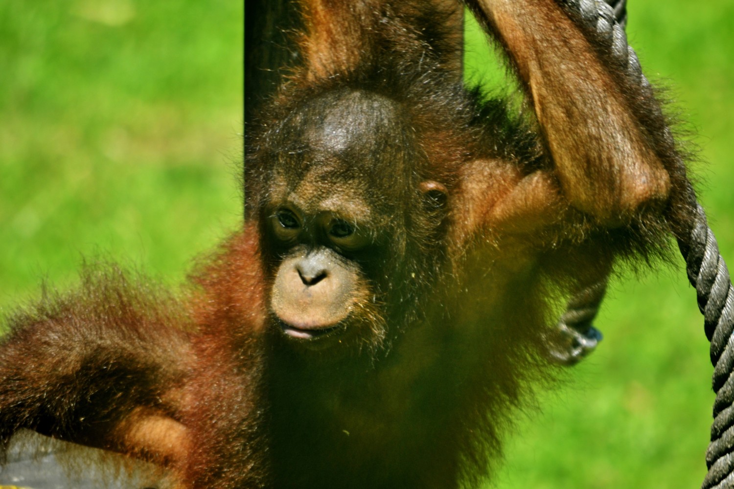 oranghi borneo oranghi borneo