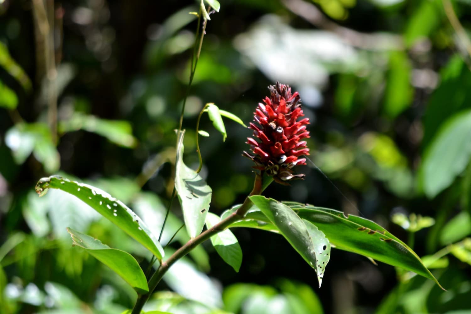 oranghi borneo oranghi borneo