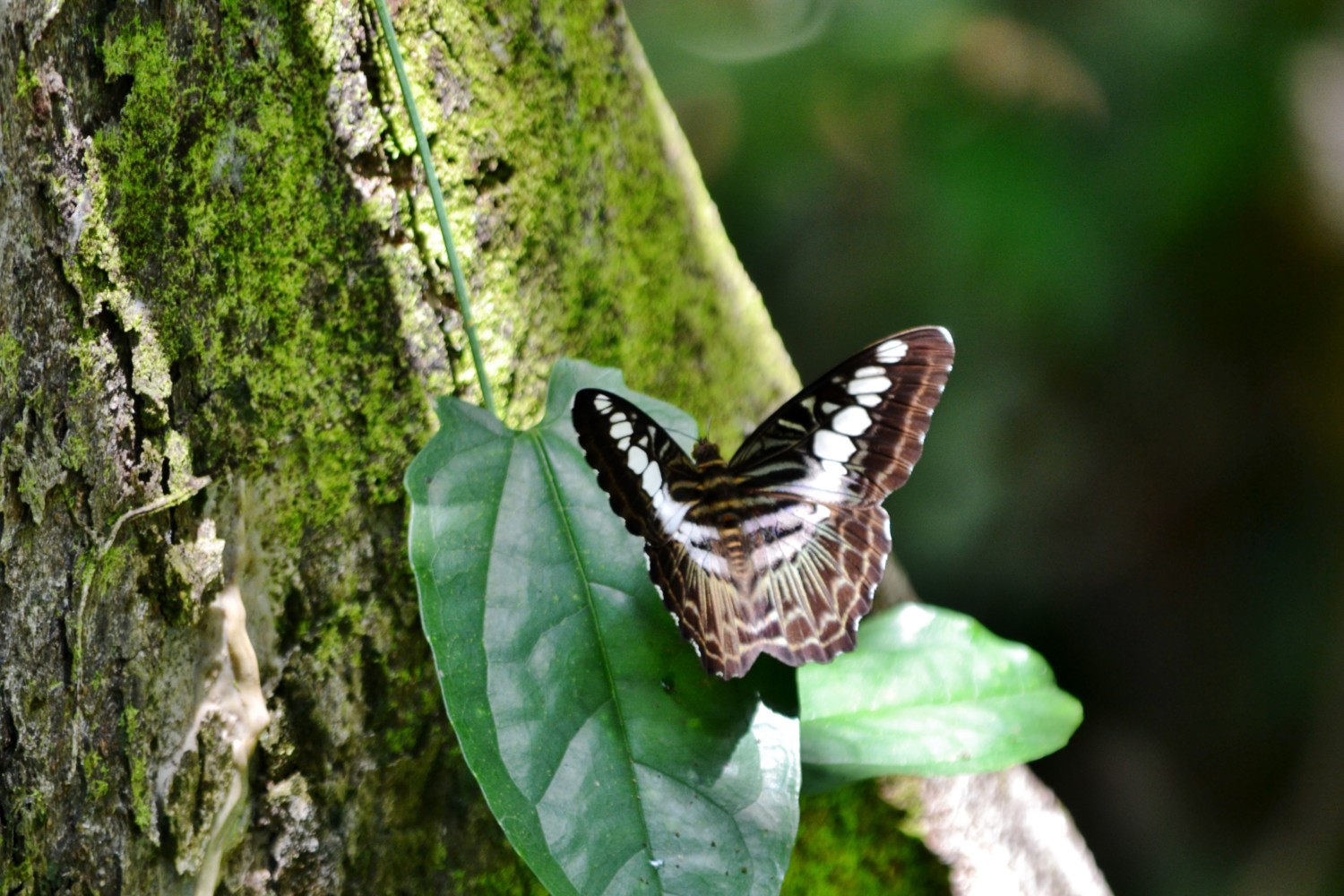 oranghi borneo oranghi borneo