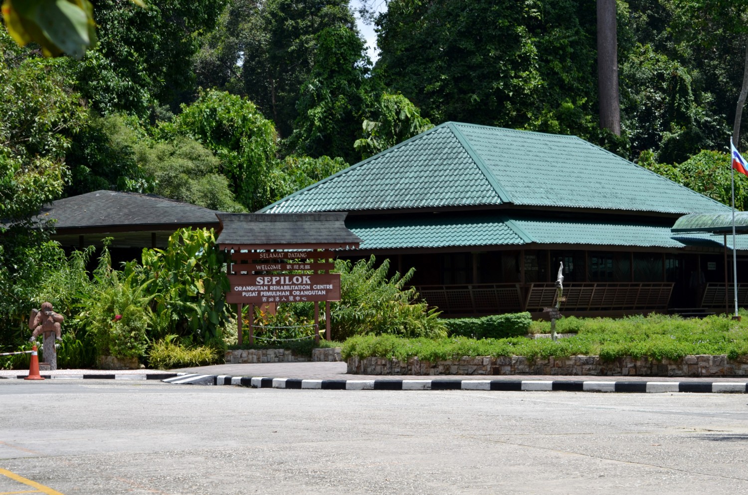 oranghi borneo oranghi borneo