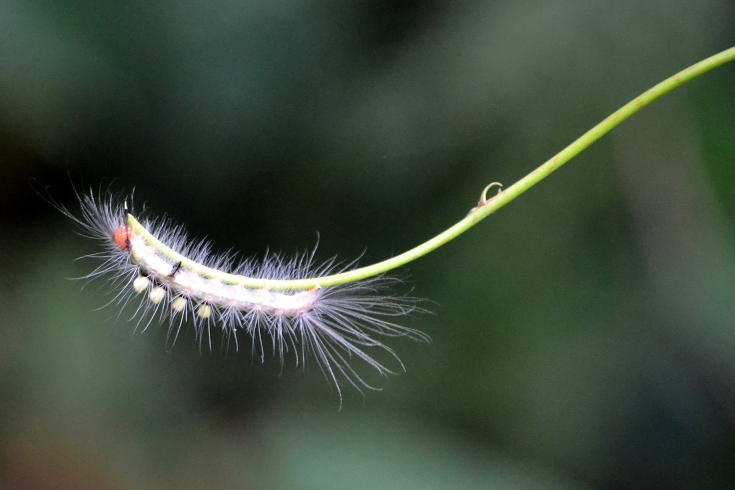 oranghi borneo oranghi borneo
