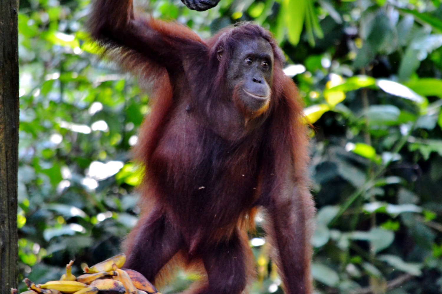 oranghi borneo oranghi borneo