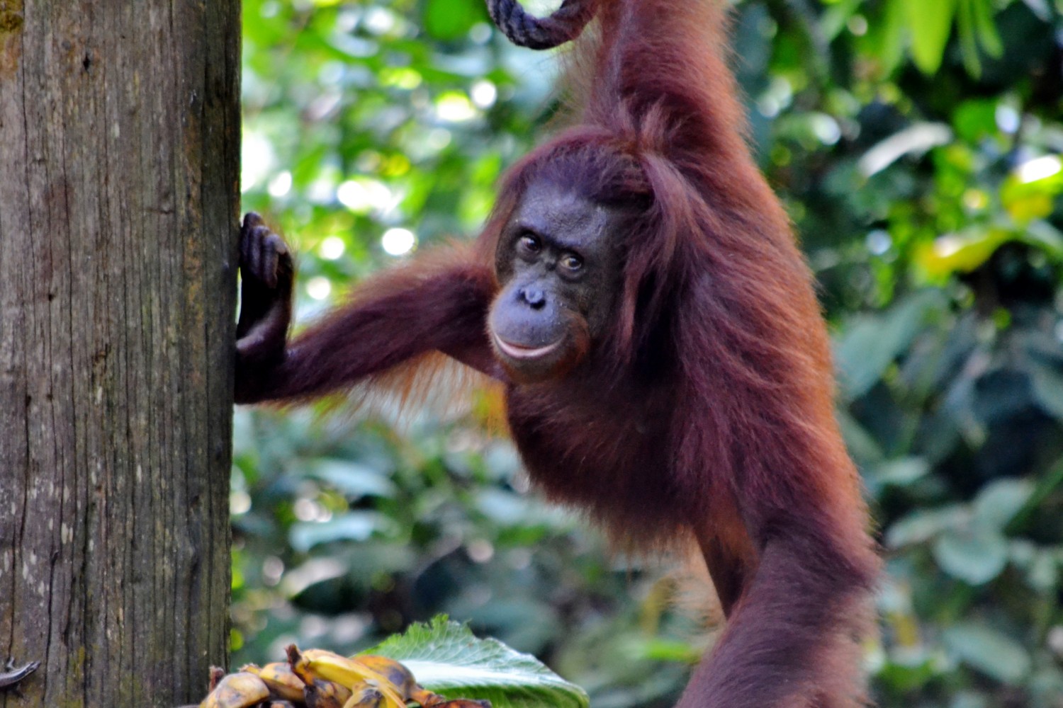 oranghi borneo oranghi borneo