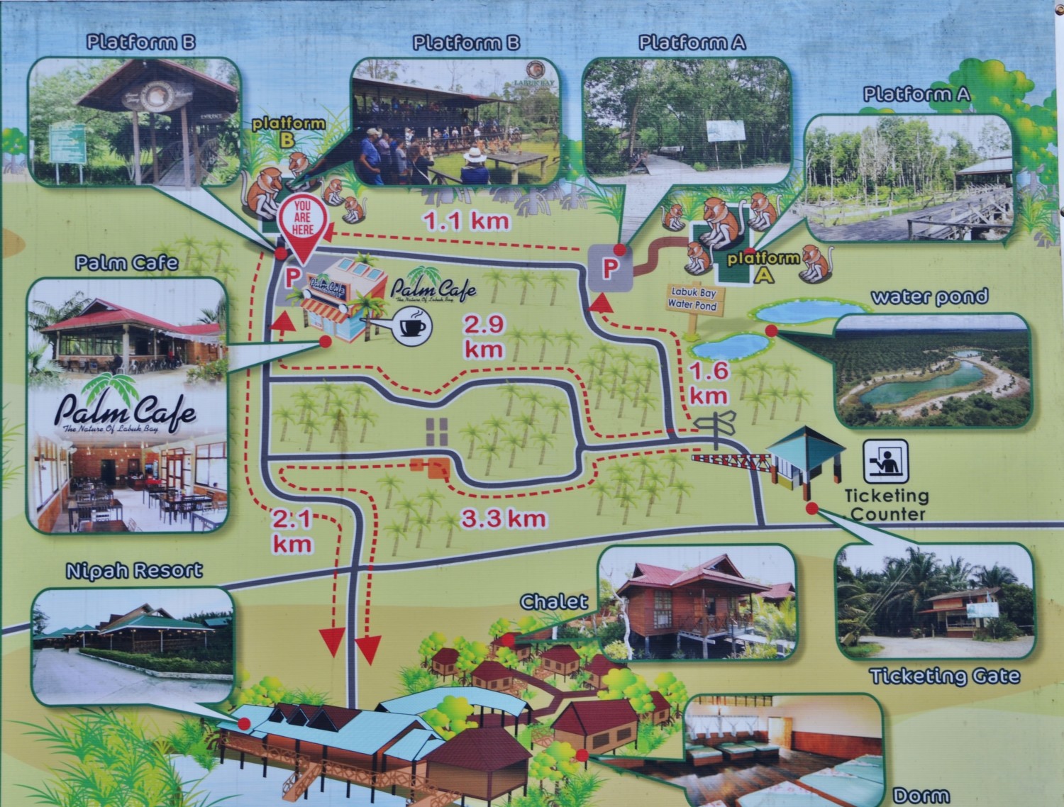 borneo scimmie proboscide