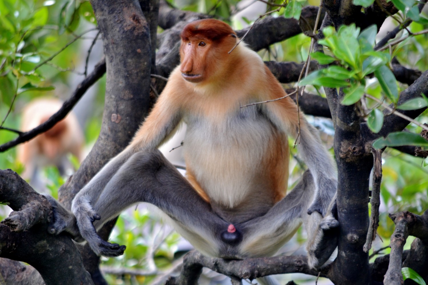 borneo scimmie proboscide