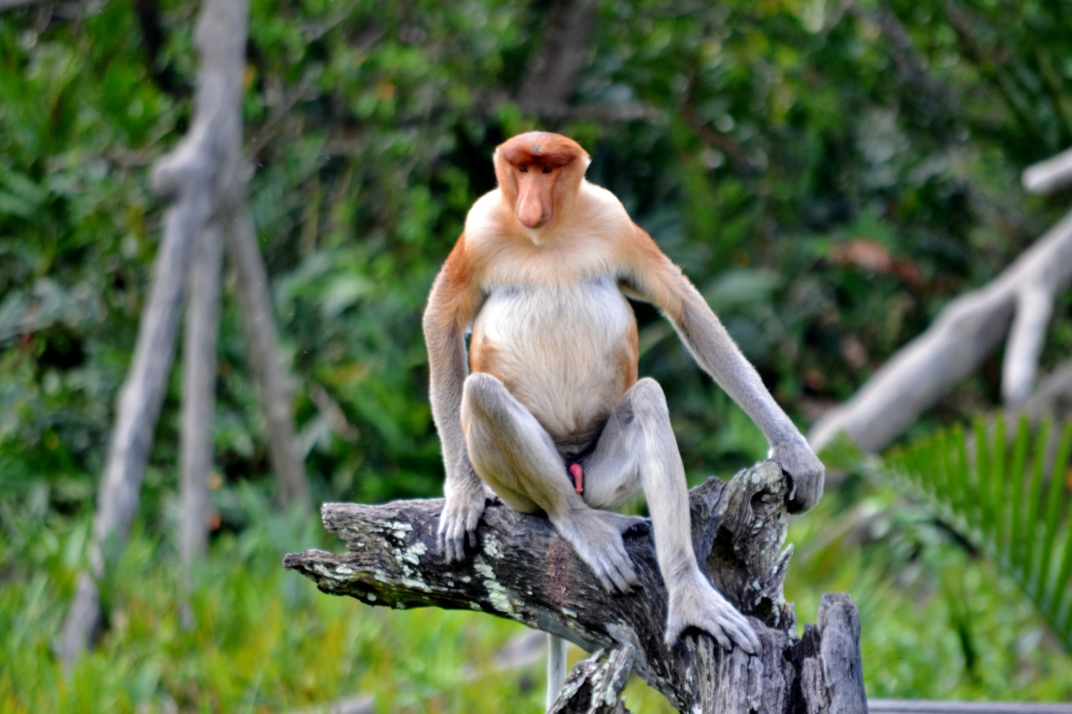 borneo scimmie proboscide