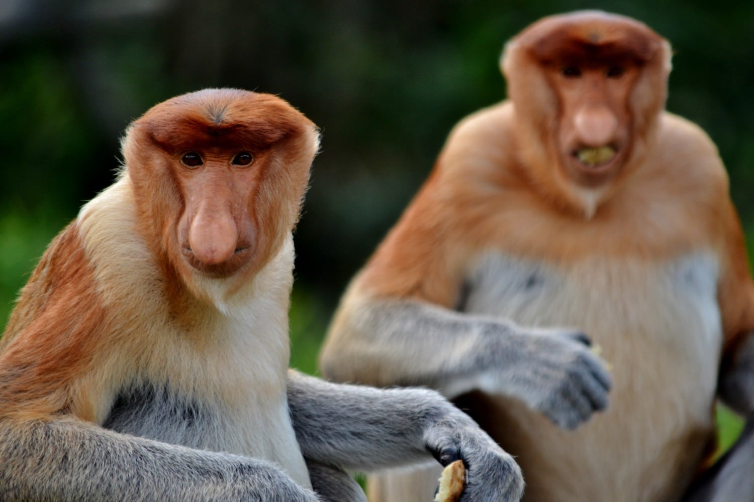 borneo scimmie proboscide borneo scimmie proboscide