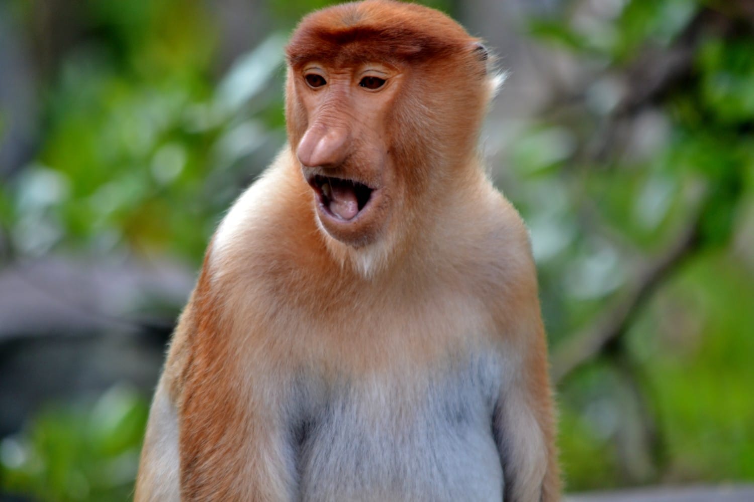 borneo scimmie proboscide borneo scimmie proboscide