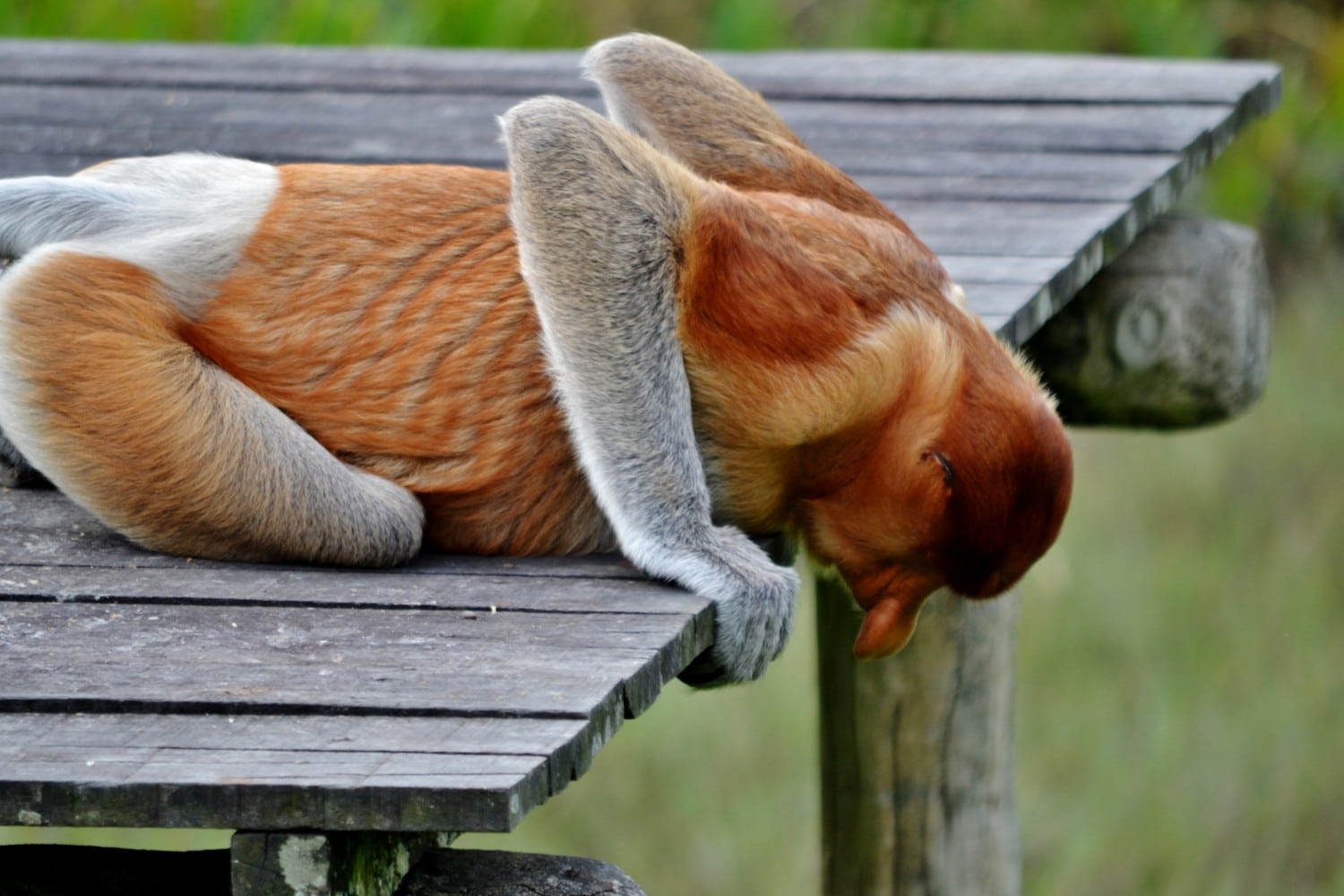 borneo scimmie proboscide borneo scimmie proboscide