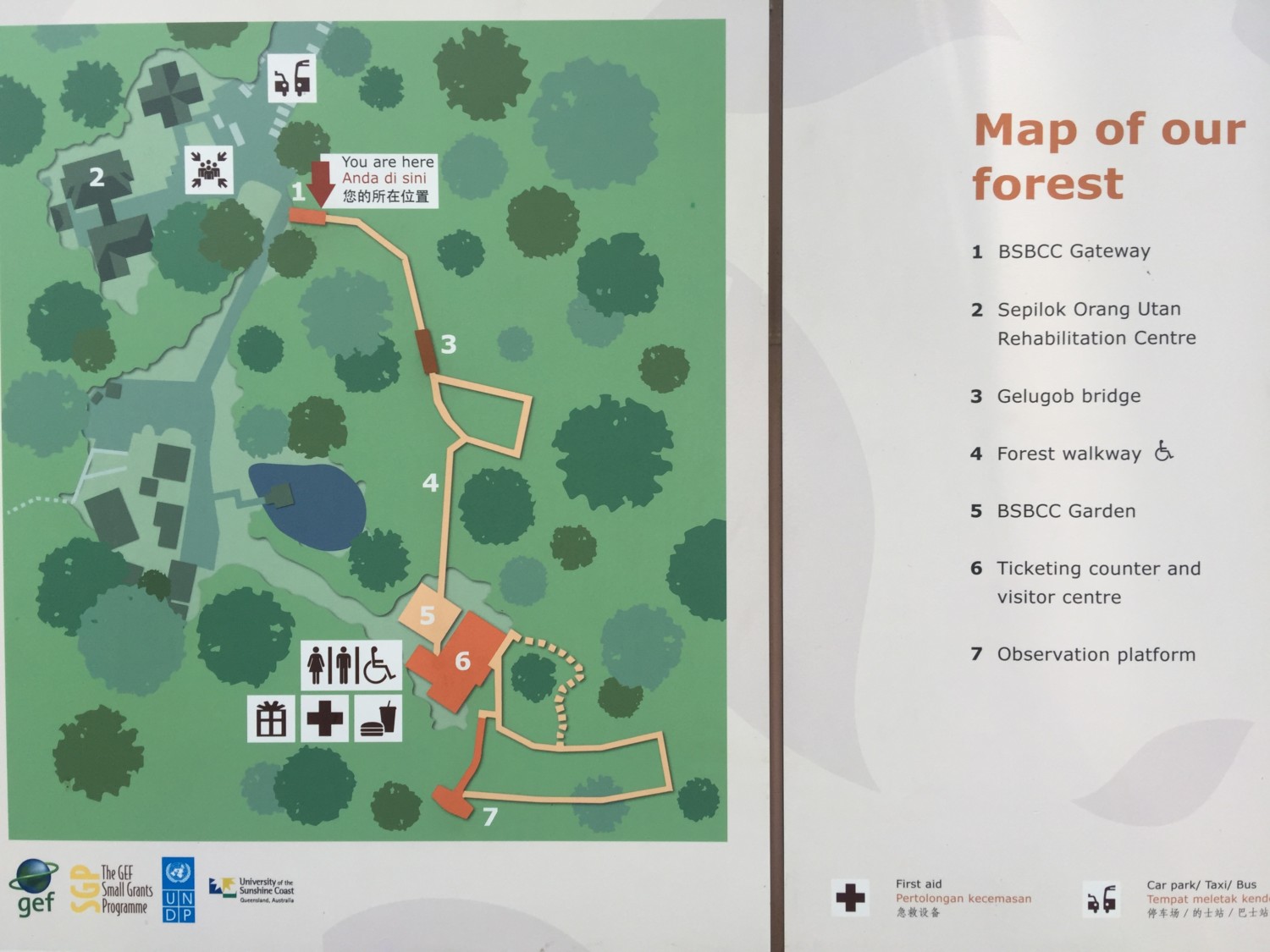 oranghi borneo oranghi borneo