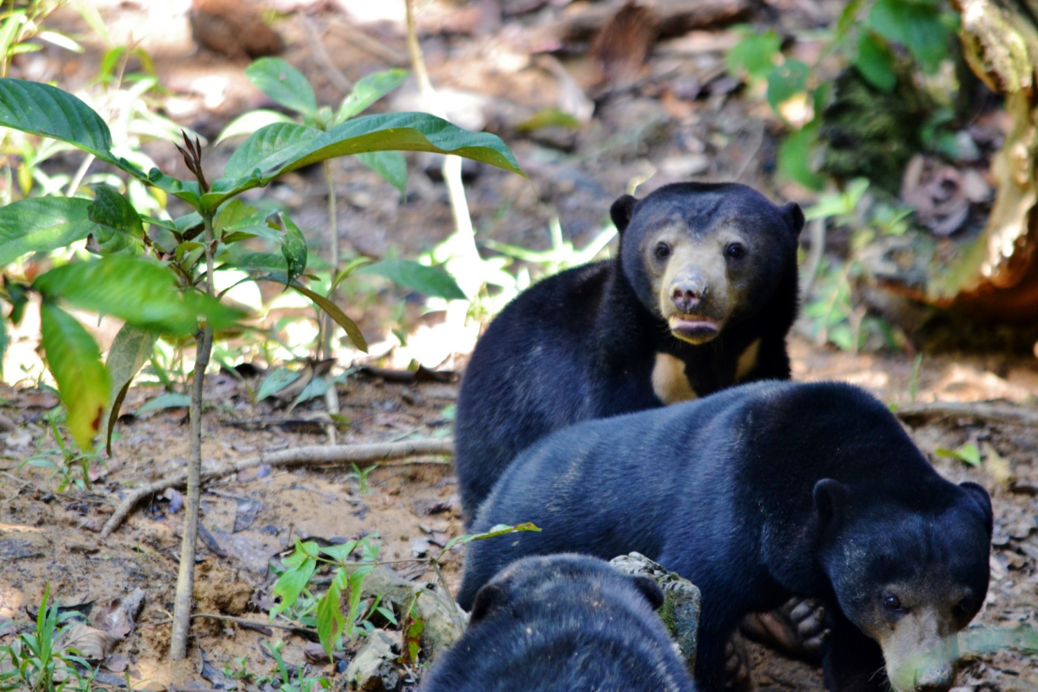 dove vedere gli orsi nel borneo malese dove vedere gli orsi nel borneo malese