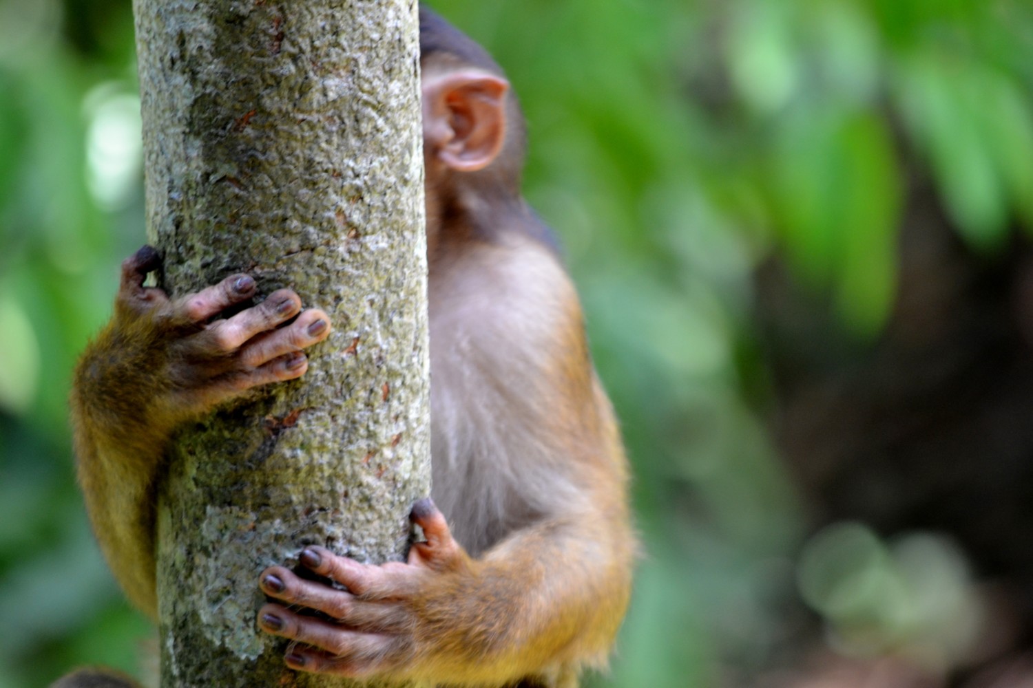 dove vedere gli orsi nel borneo malese