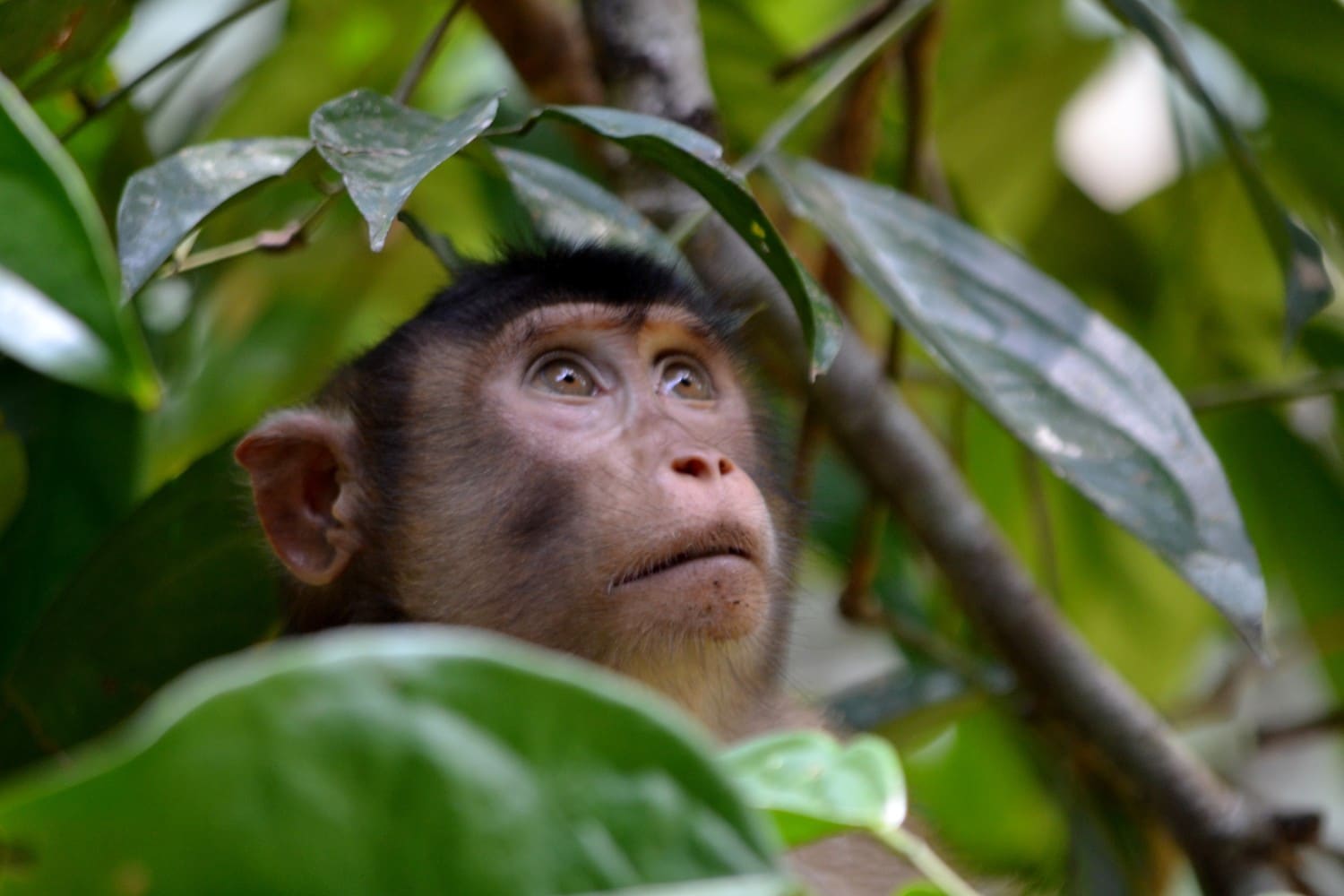dove vedere gli orsi nel borneo malese dove vedere gli orsi nel borneo malese