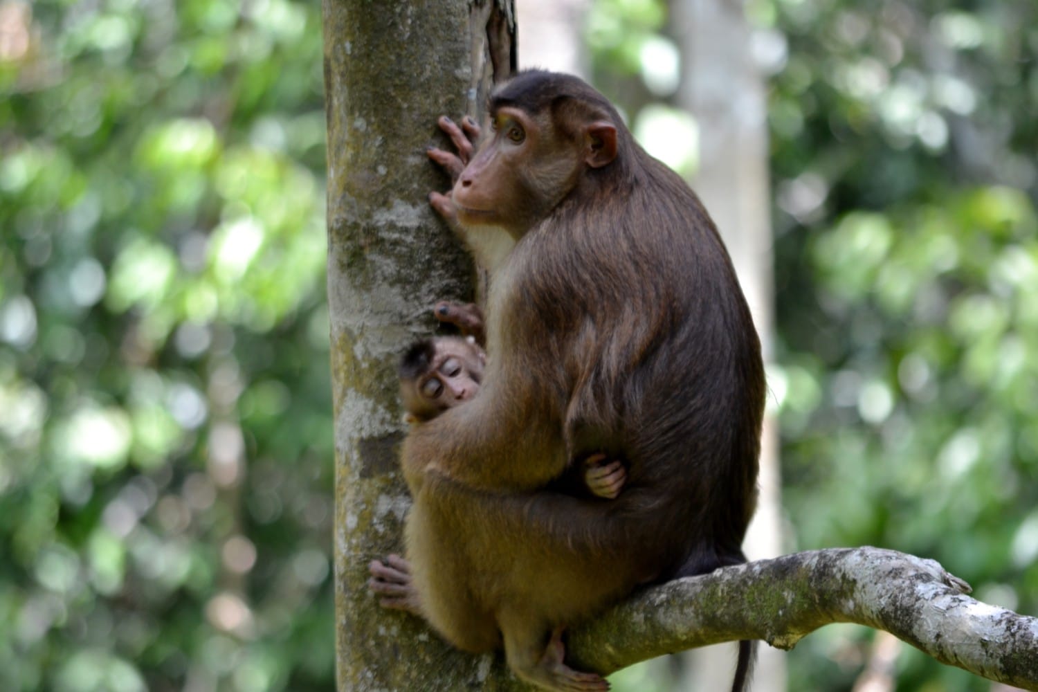 dove vedere gli orsi nel borneo malese