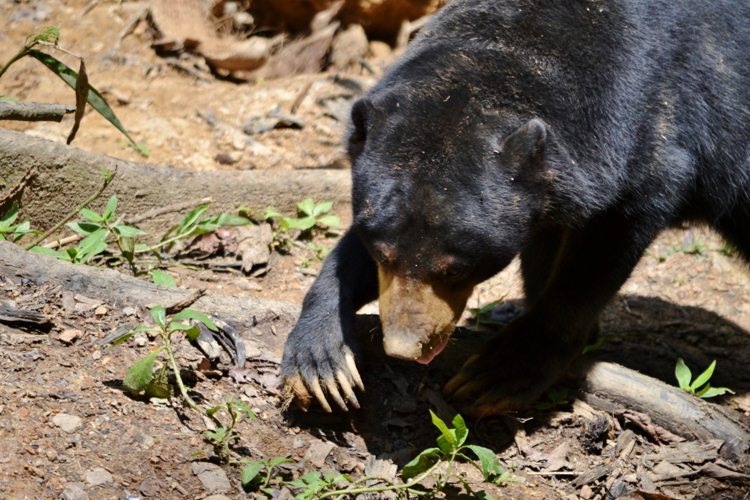 dove vedere gli orsi nel borneo malese dove vedere gli orsi nel borneo malese