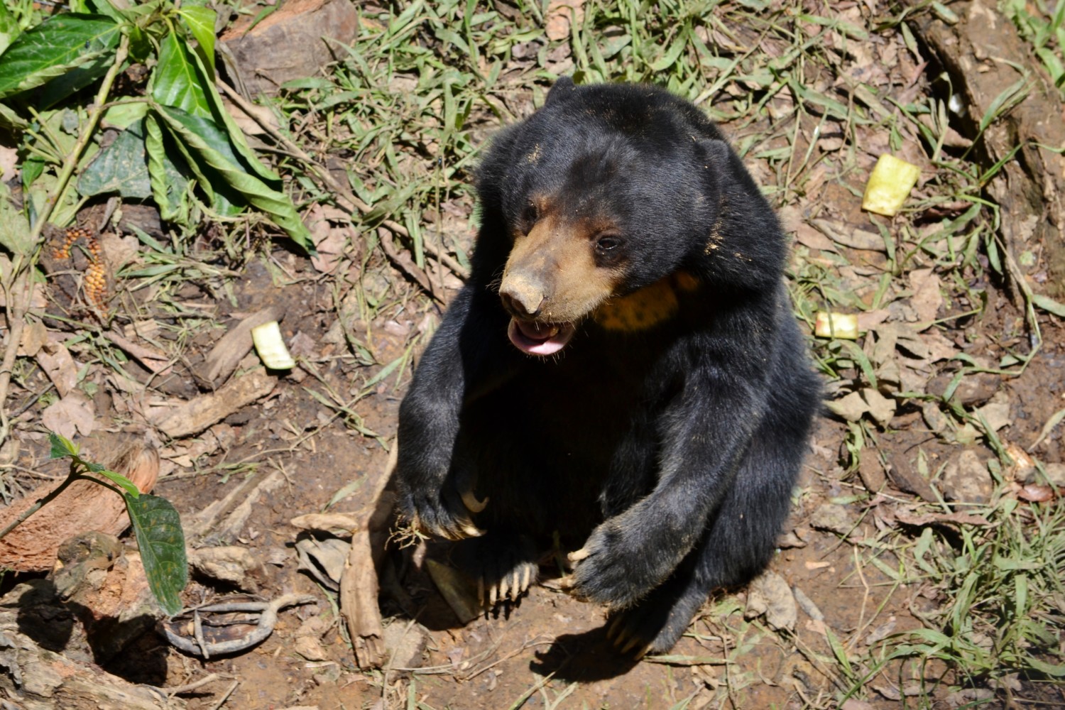 dove vedere gli orsi nel borneo malese