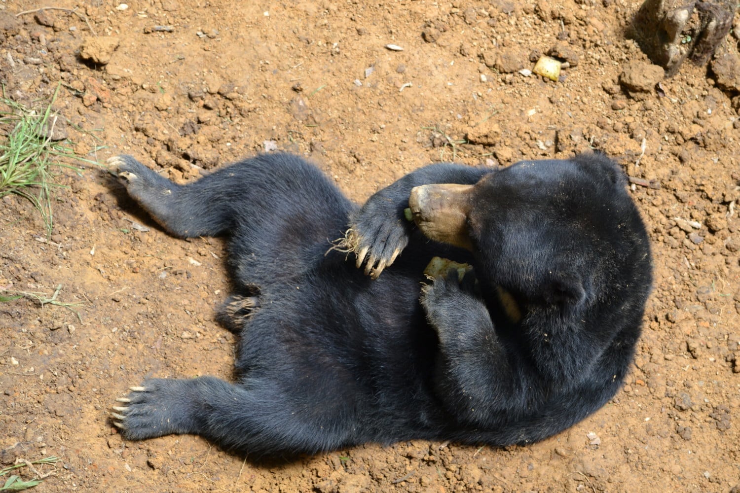 dove vedere gli orsi nel borneo malese dove vedere gli orsi nel borneo malese