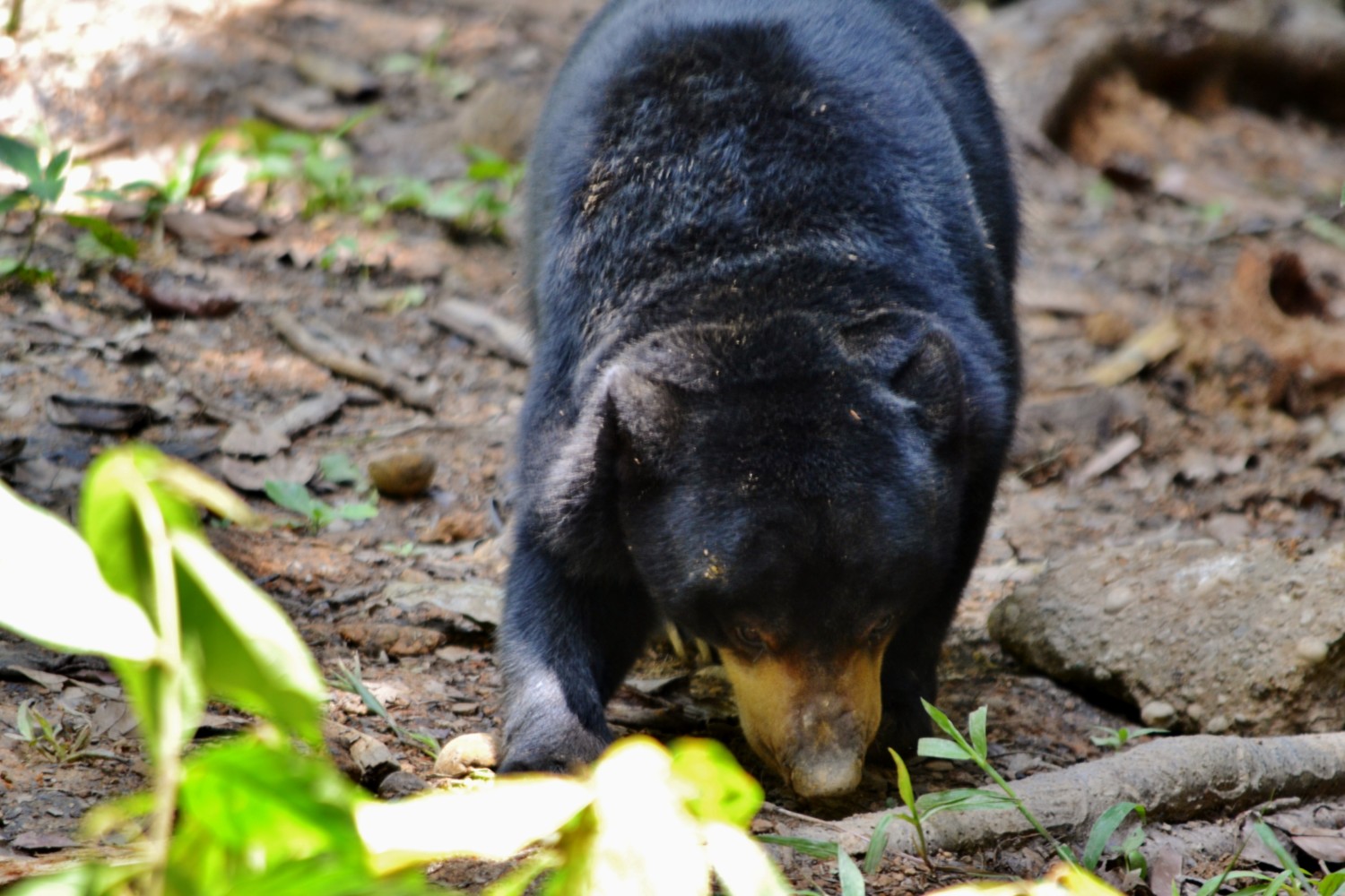 dove vedere gli orsi nel borneo malese dove vedere gli orsi nel borneo malese