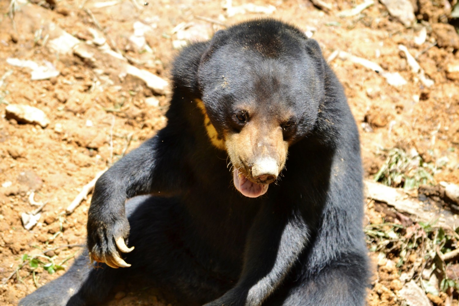 dove vedere gli orsi del borneo dove vedere gli orsi del borneo
