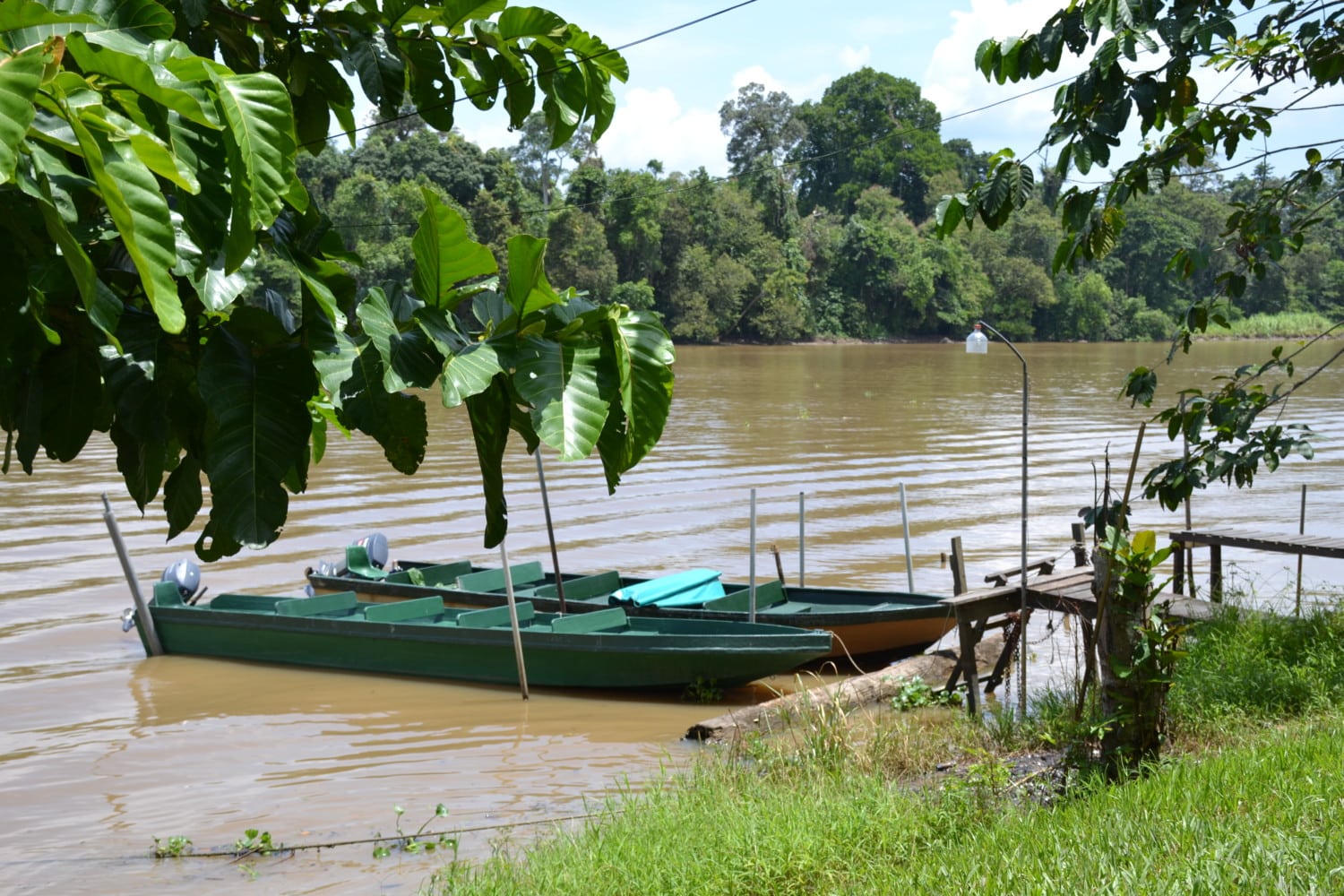 fiume kinabatangan borneo fiume kinabatangan borneo