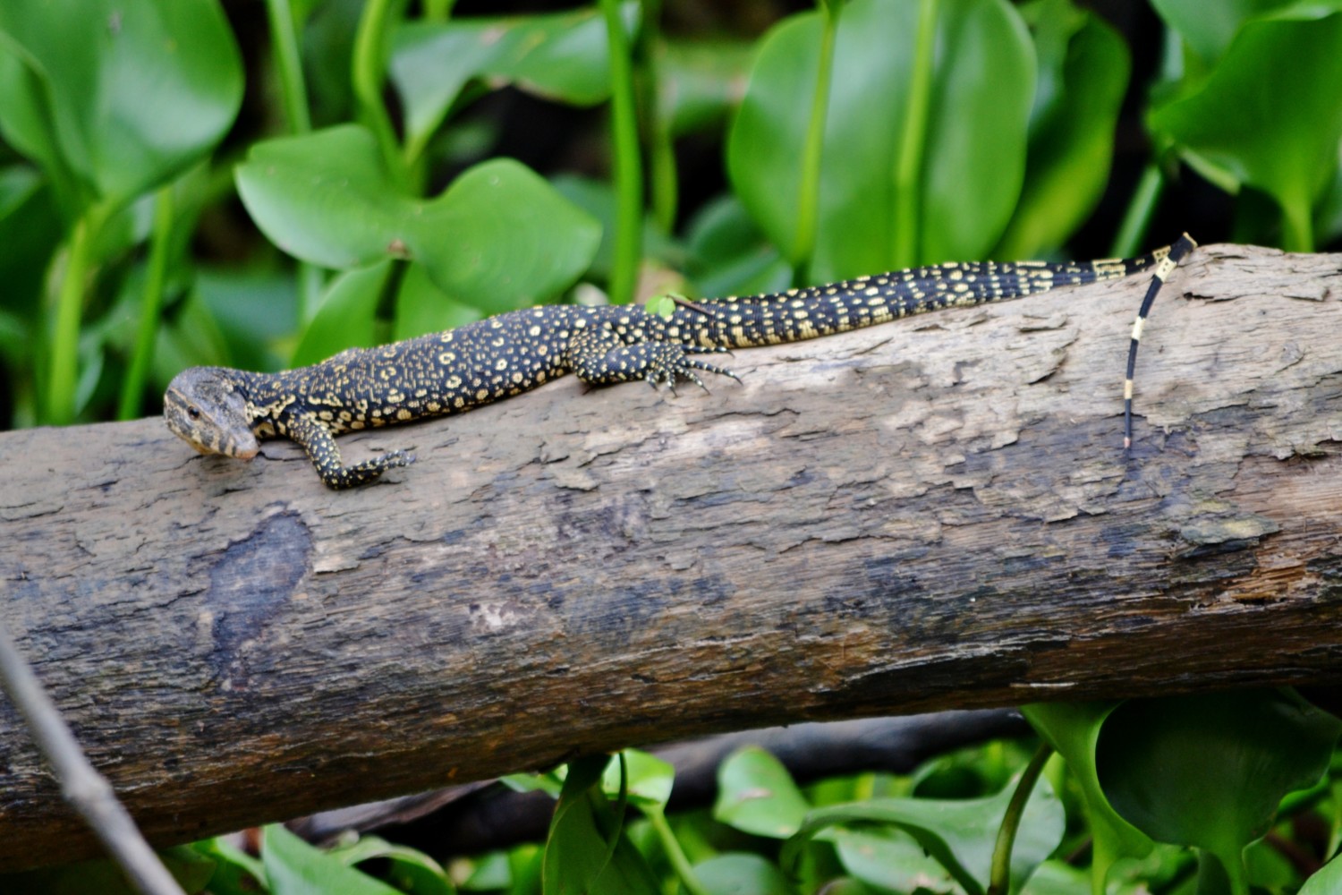 fiume kinabatangan borneo fiume kinabatangan borneo