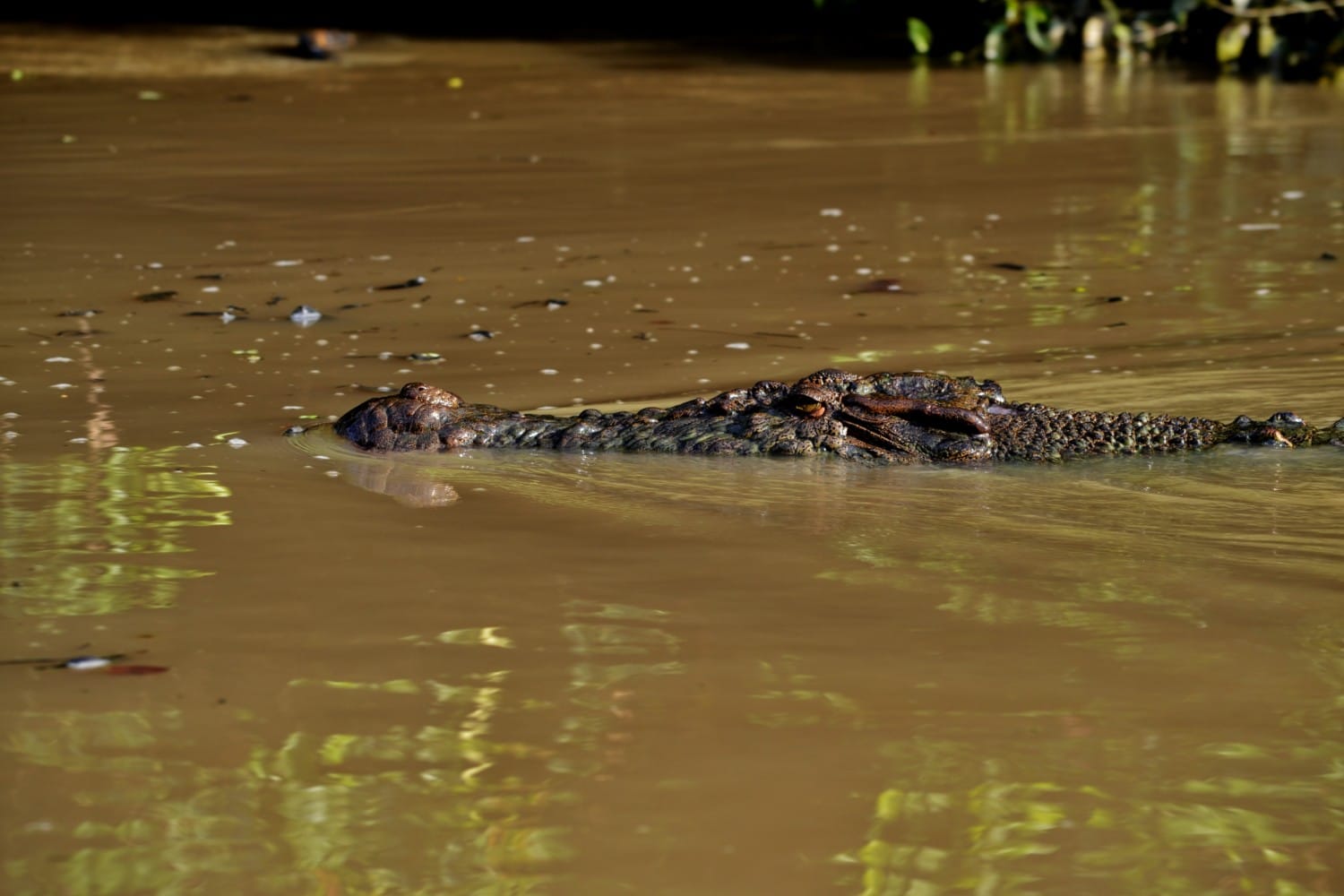 fiume kinabatangan borneo