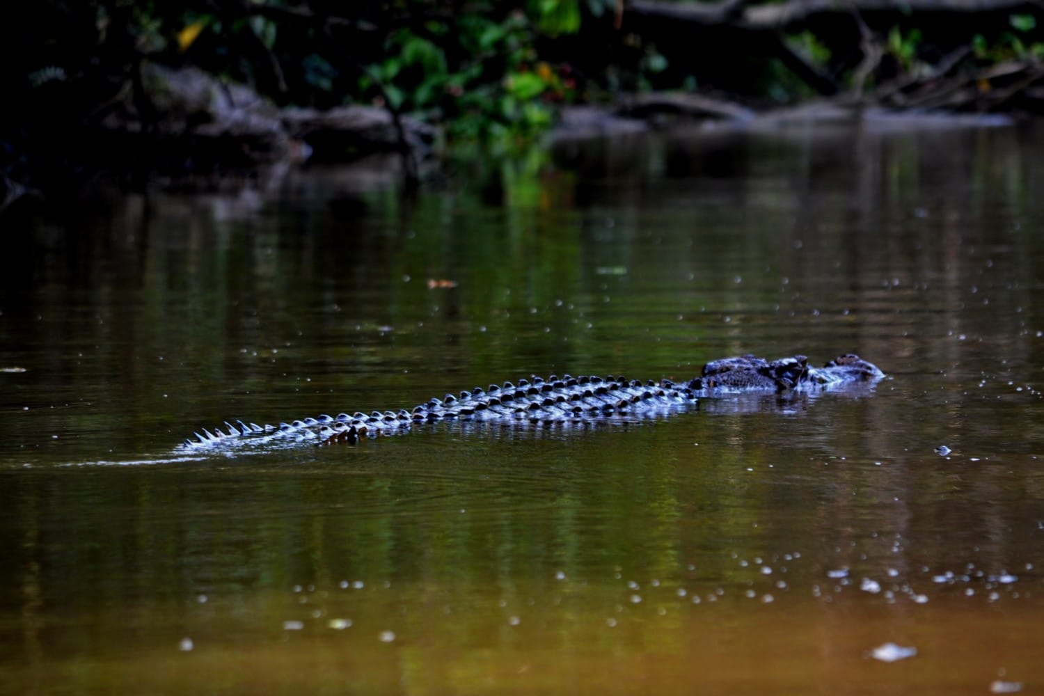 fiume kinabatangan borneo