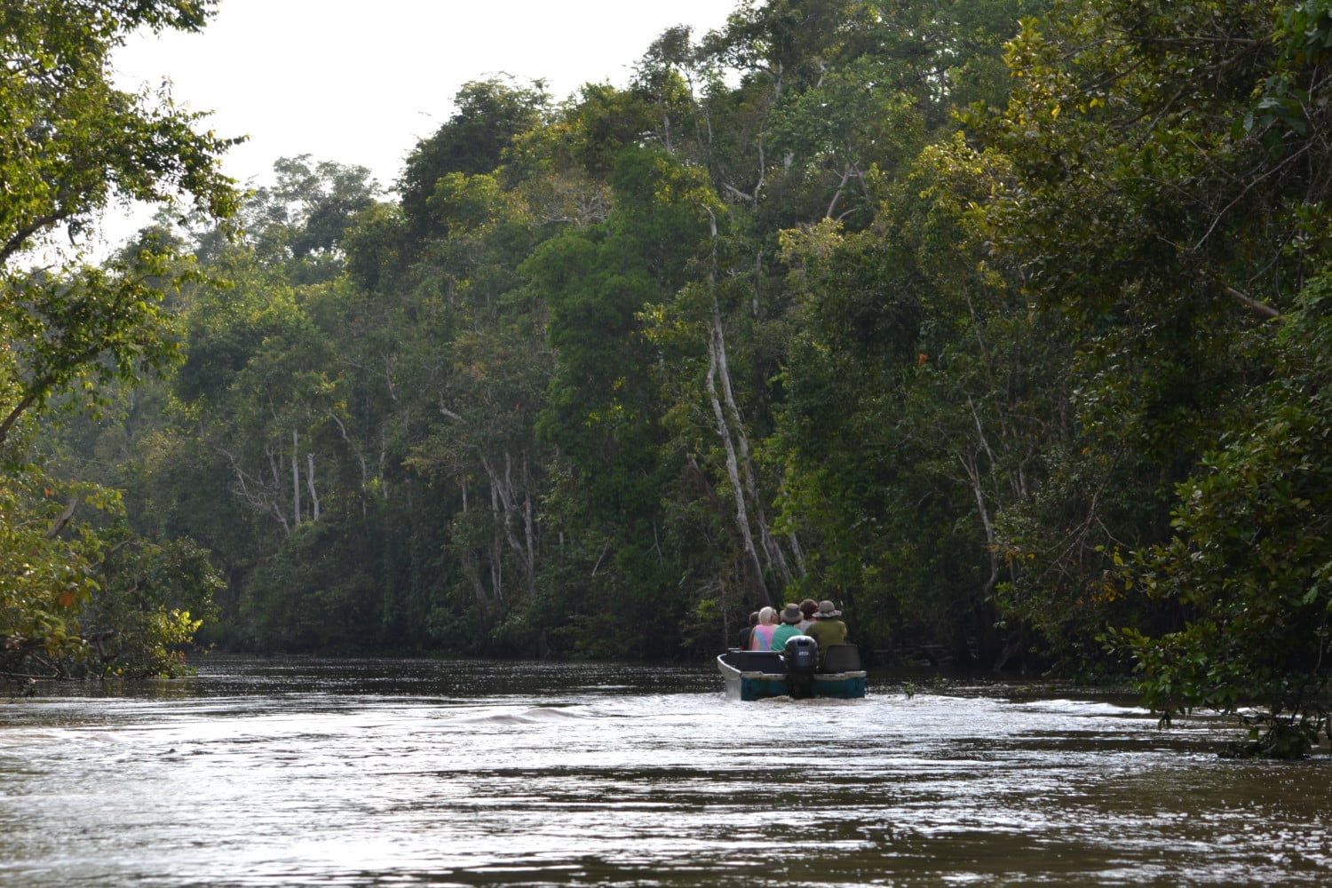 fiume kinabatangan borneo