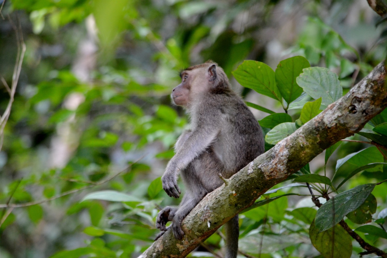 fiume kinabatangan borneo fiume kinabatangan borneo