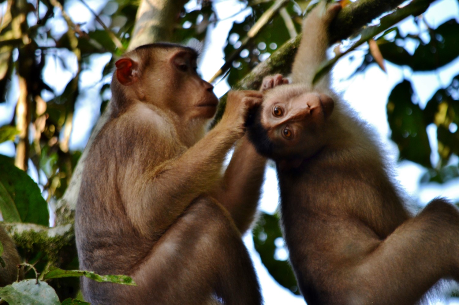 fiume kinabatangan borneo fiume kinabatangan borneo