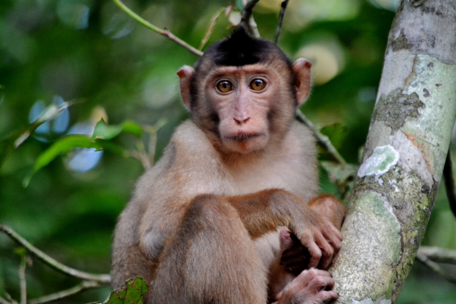 fiume kinabatangan borneo fiume kinabatangan borneo