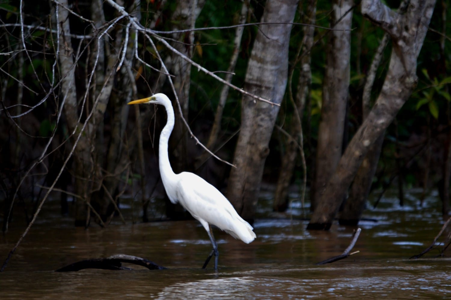 fiume kinabatangan borneo